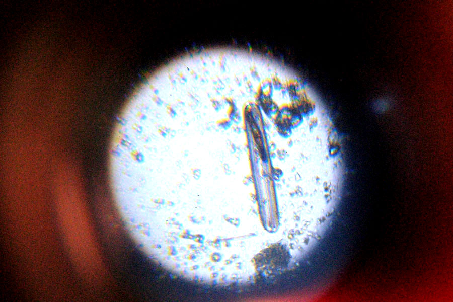Chrysophyta o alghe giallo-dorate